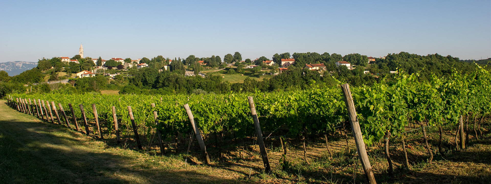 Istien Weinberge