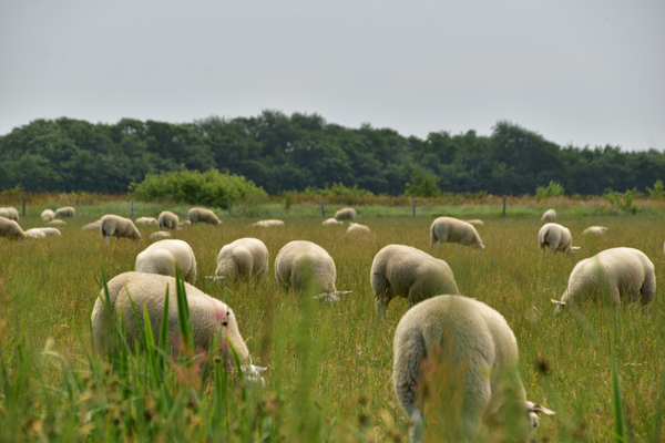 Schafe grasen auf Texel
