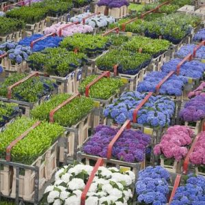 Aalsmeer Blumenauktion