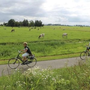 Radfahrer fahren im Polderland mit Kühen im Hintergrund