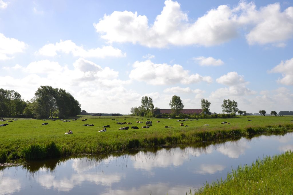 Das Polderland mit Wasser im Vordergrund und Bäumen im Hintergrund