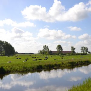 Das Polderland mit Wasser im Vordergrund und Bäumen im Hintergrund