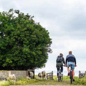 Fahrradfahren durch die Felder mit Schafen