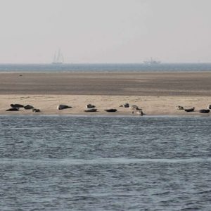 Robben auf einer Sandbank