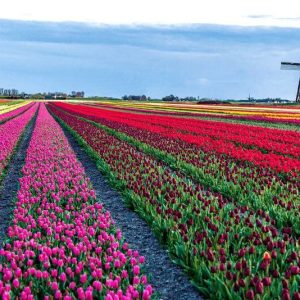 Tulpenfelder mit Windmühle im Hintergrund