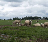 Schafe in Spakenburg