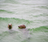 Seehunde im Wasser