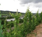 Mosel Weinberge