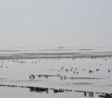 Ruhiges Wattenmeer Terschelling 