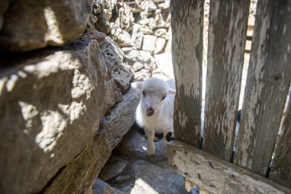 c IOE little sheep  Ivan Duran 