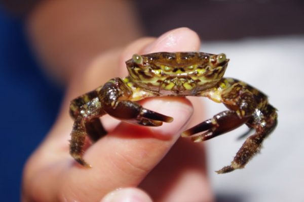 Krabbe Tobias Lohmann